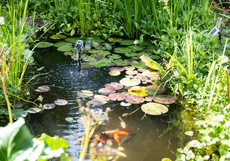 Naturteich